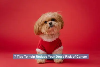 Fluffy dog with holiday costume on red backdrop