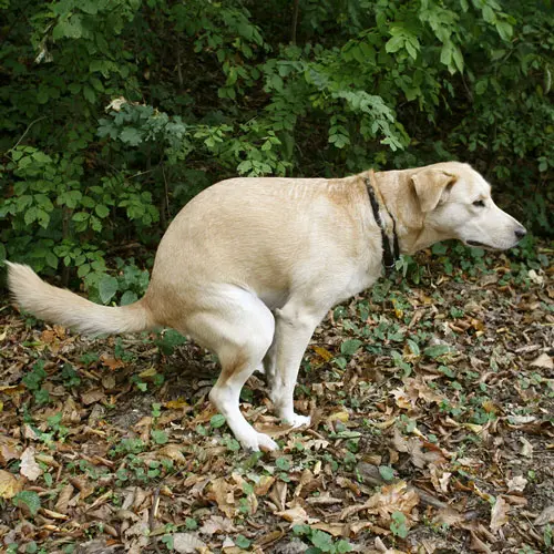 Labrador relieving itself outdoors