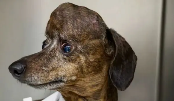 Alert dog with dark fur