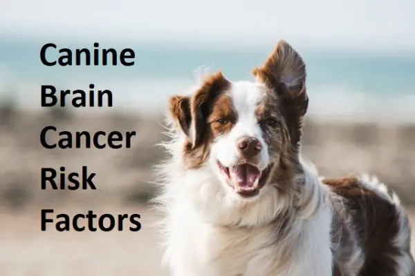 Dog with text about brain cancer risks