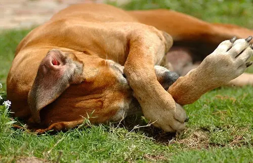 Dog covering face with paw on grass
