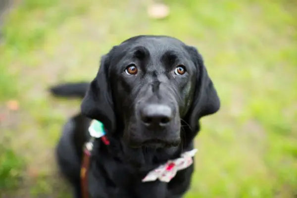 Black Labrador on grass looking upward