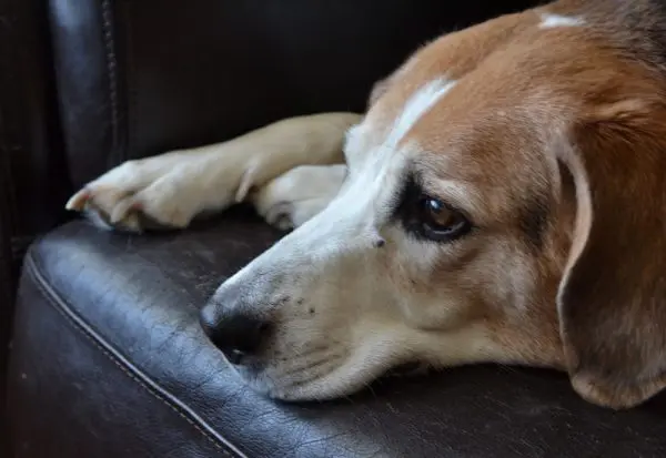Dog resting on a leather couch