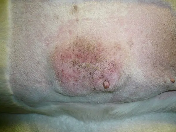 Close-up of dog's irritated skin surface