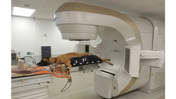 Dog undergoing CT scan