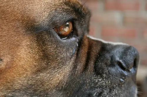 Dog's eye and nose in profile