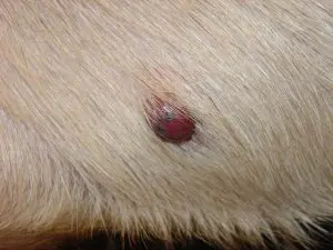 dermal-cutaneous-hemangiosarcoma-skin-300x225_orig