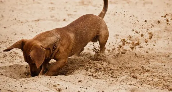 Dog digging in sand at beach