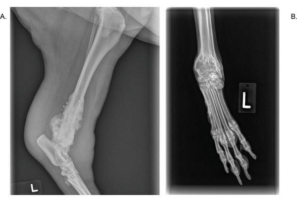 Canine forelimb X-ray images