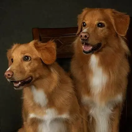 Two fluffy brown dogs sitting together