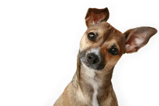 Curious dog tilting its head