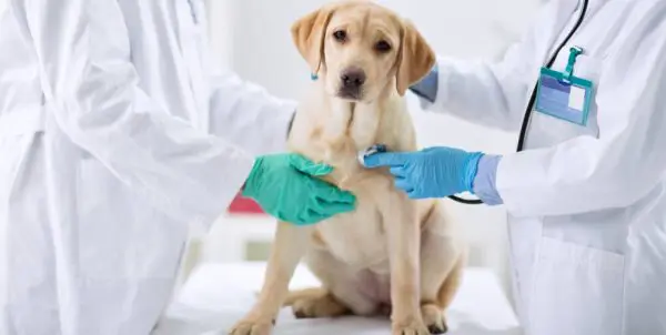 Labrador receiving a medical check-up