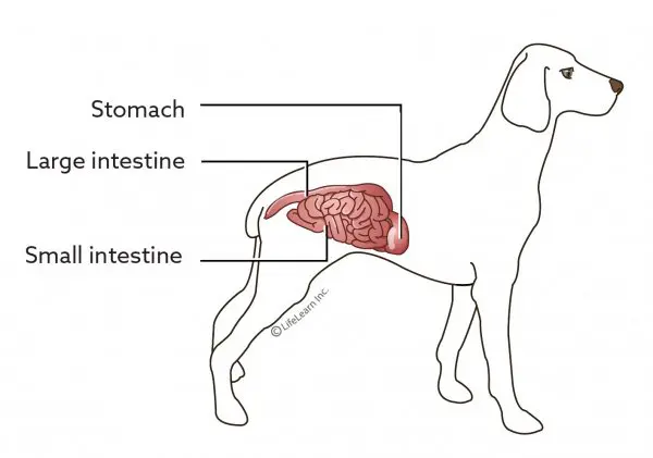 Dog stomach and intestines labeled