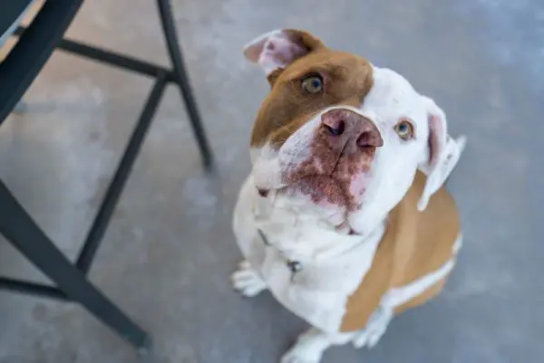 Brown and white dog looking up