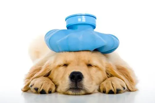 Sleeping dog with blue ice pack