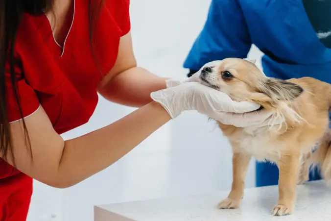 Vet in red and blue uniforms
