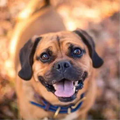 Smiling brown dog outside