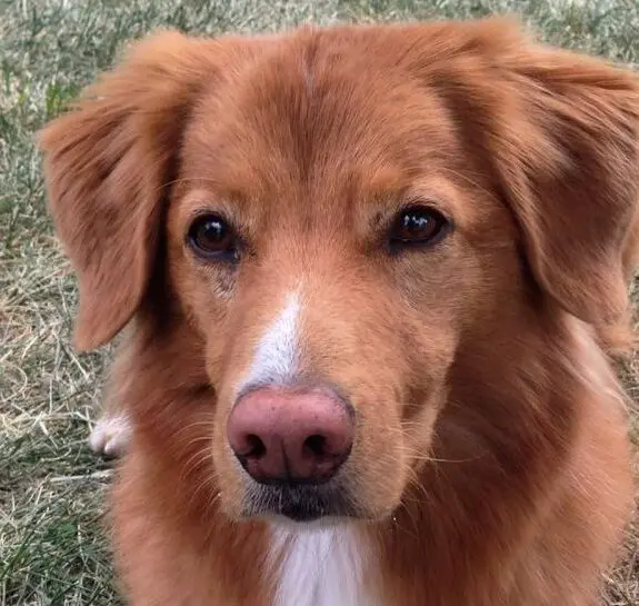 Close-up of a dog's face