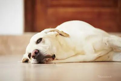 Yellow Lab lying down peacefully