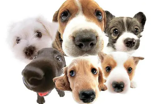 Puppy noses and eyes together