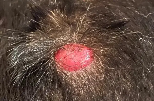 Animal skin with red growth