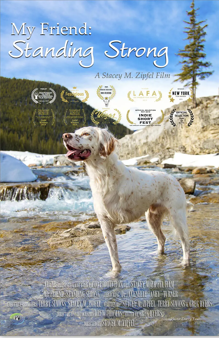 Dog standing in a river