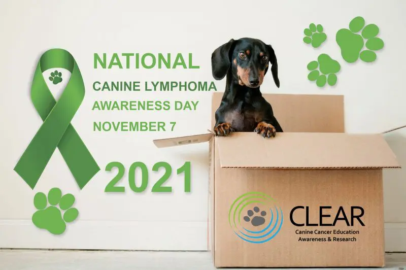 Dachshund with green ribbon and paw prints