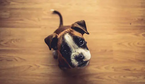 Adorable dog with curious eyes