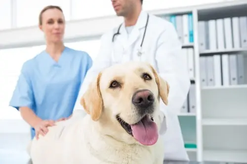 Happy Labrador at the vet's office