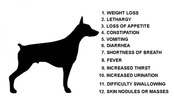 Dog silhouette with symptoms list