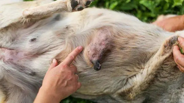 Person examining dog's abdominal tumor