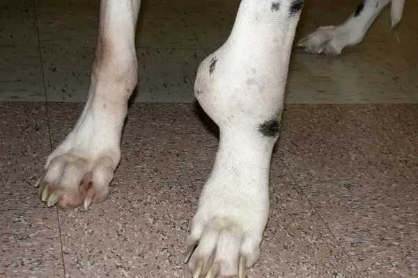 Dog with swollen leg joint
