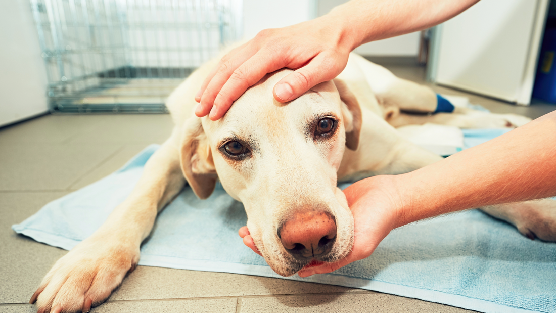 Dog receiving care on a blue mat