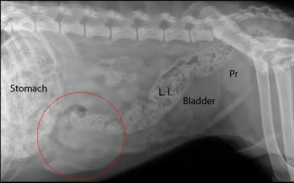 Labeled X-ray of animal abdomen