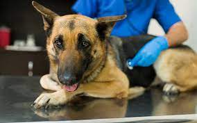Dog receiving medical examination